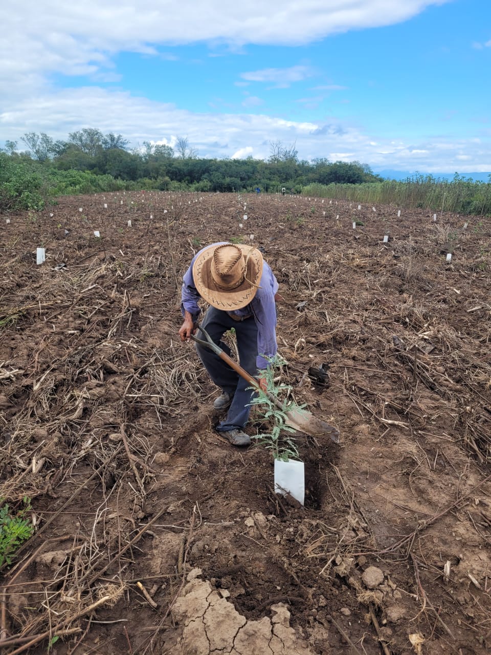 Trabajador plantando árbol con vista a las montañas