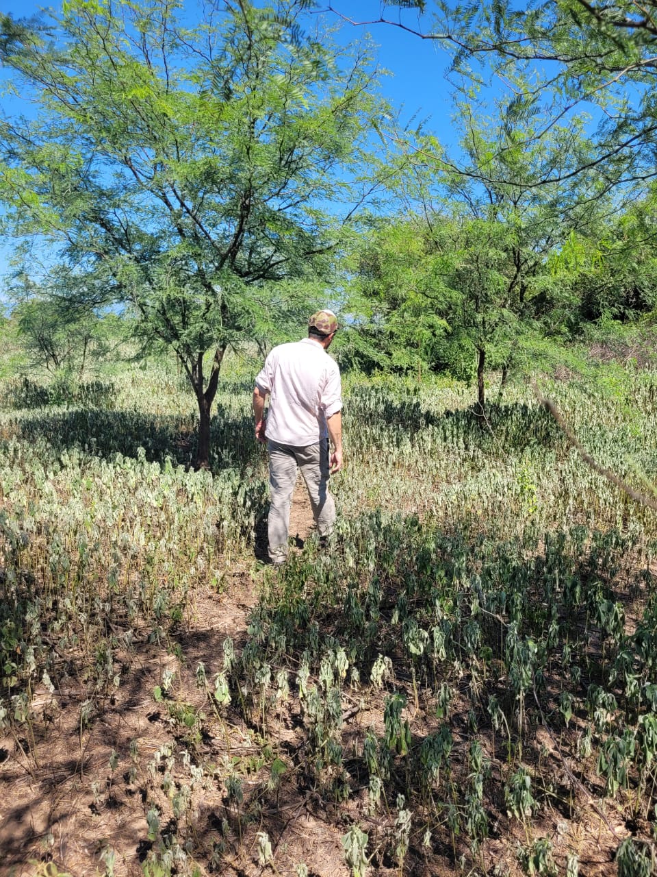 Persona caminando entre árboles nativos maduros